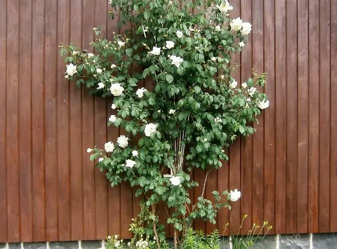 Pension Central Bad Steben